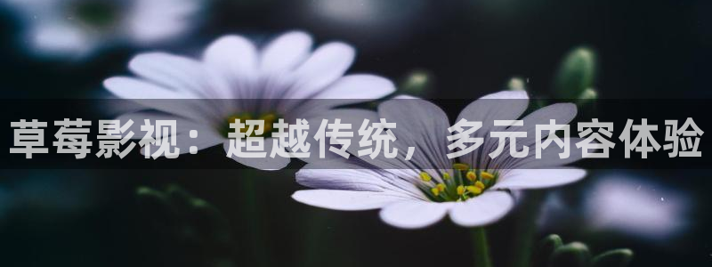 金牌班长电影：草莓影视：超越传统，多元内容体验