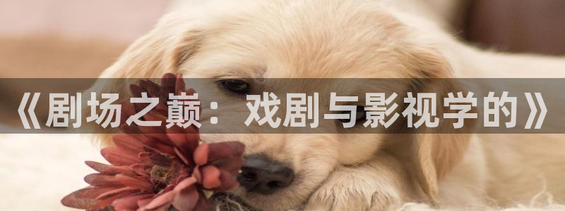 金牌影视app官方下载：《剧场之巅：戏剧与影视学的》